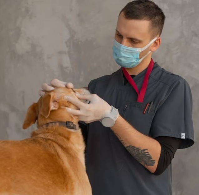 食物过敏“闯关记”：犬猫的欢乐通关指南